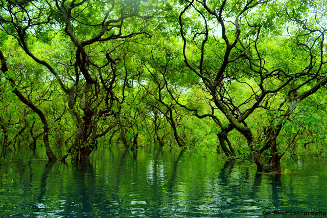 Ratargul Swamp Forest, Sylhet