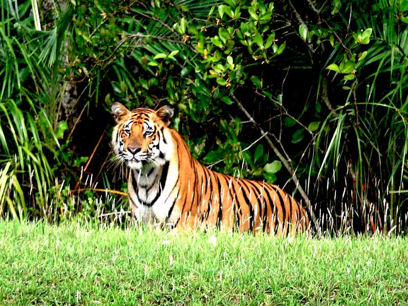 Nest of Royal Bengal Tiger,Sundarban