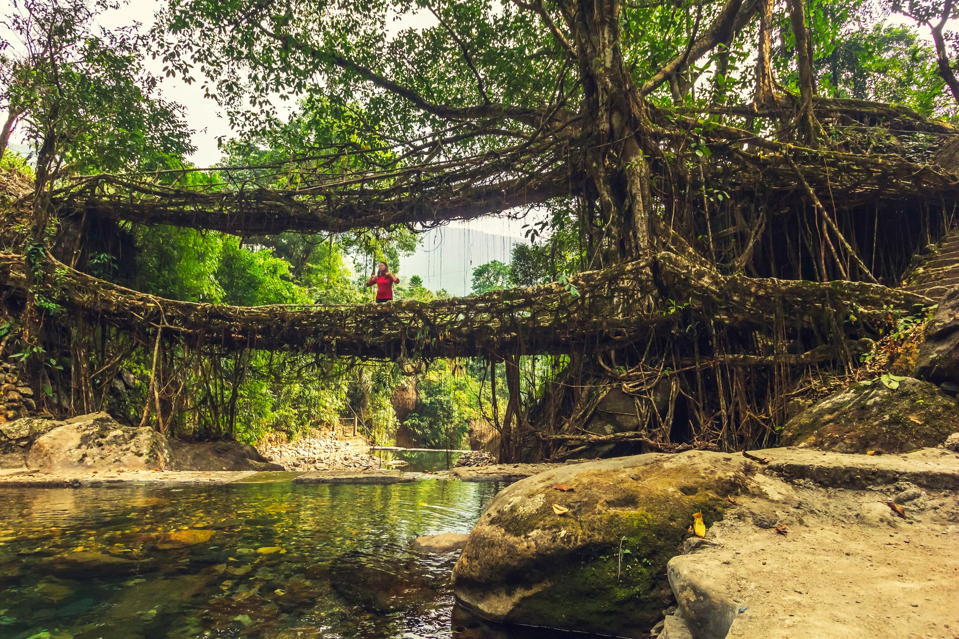 An Adventure in Meghalaya - Free Living Root Bridge Trek
