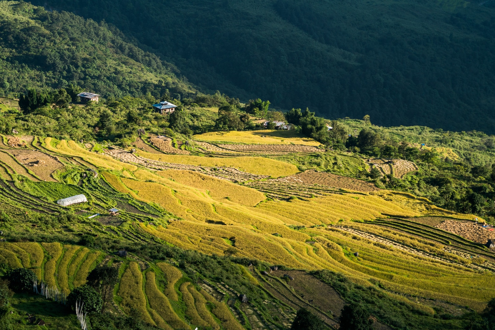 Enchanted Journeys: Discovering the Heart and Soul of Bhutan